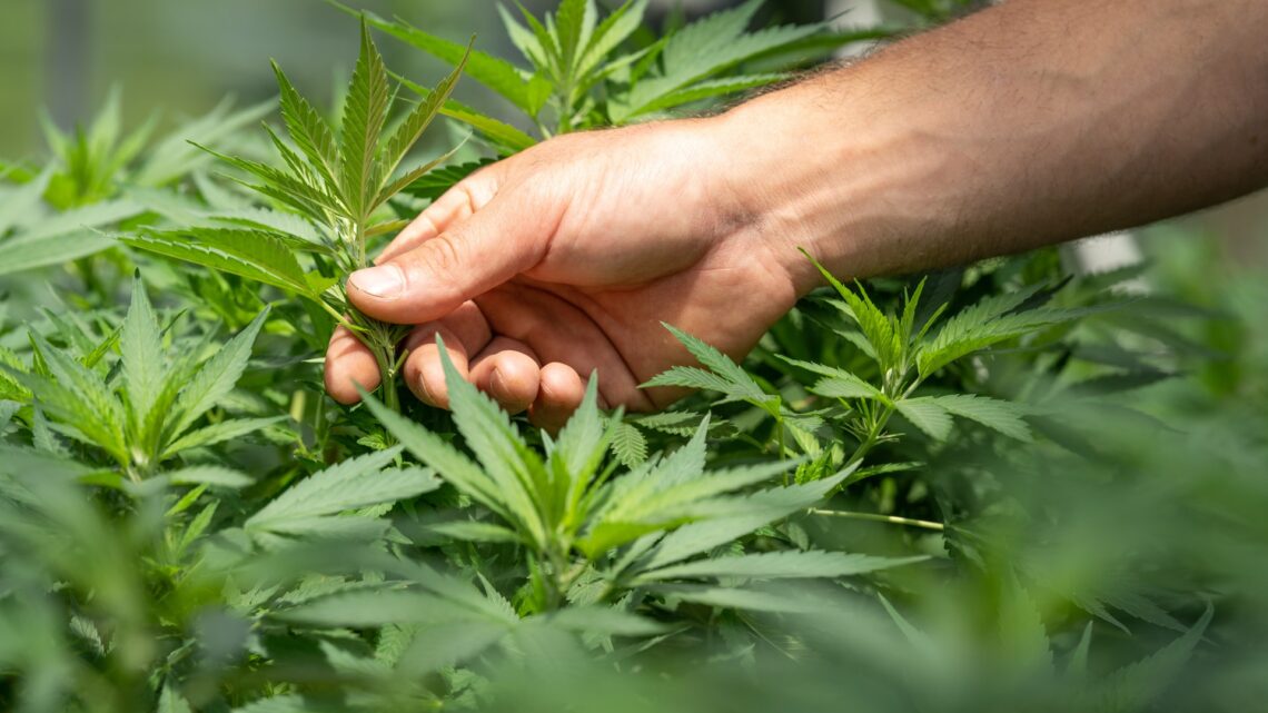 Kom godt i gang med kultivering af cannabis