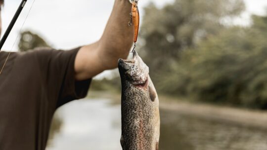 Udforsk Fiskerigdommene: Hvad Kan Man Fange i Danske Put & Take Søer